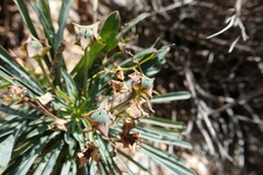Euphorbia clava