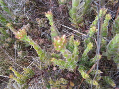 Crassula ciliata