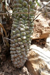 Euphorbia clava