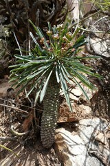 Euphorbia clava