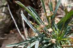 Euphorbia clava