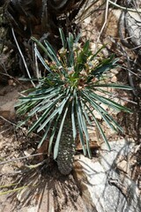 Euphorbia clava