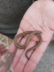 Acontias gracilicauda