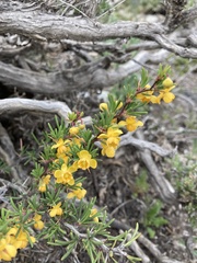 Berberis empetrifolia