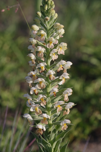 Brachycorythis pubescens image