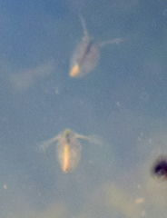 Daphnia