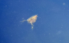 Daphnia