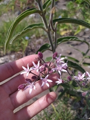 Oxypetalum solanoides