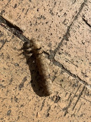 Lasiocampoidea