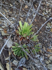 Dudleya candelabrum