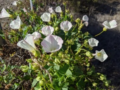 Calystegia macrostegia macrostegia
