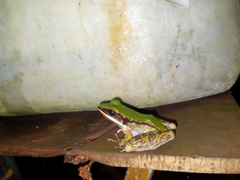 Odorrana hosii
