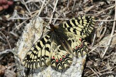 Zerynthia polyxena
