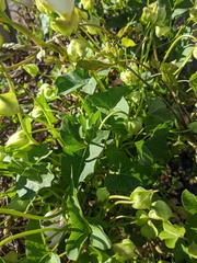 Calystegia macrostegia macrostegia
