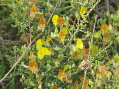 Aspalathus acuminata acuminata