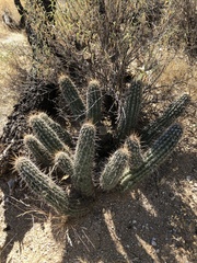 Echinocereus engelmannii