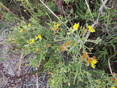 Aspalathus acuminata acuminata