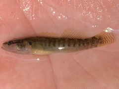 Etheostoma flabellare