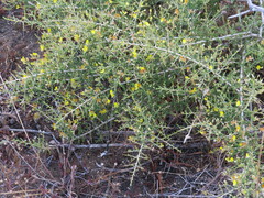 Aspalathus acuminata acuminata