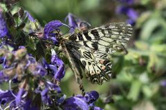 Zerynthia polyxena