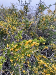 Berberis montana