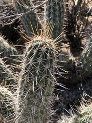 Echinocereus engelmannii