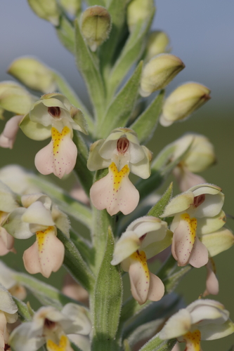 Brachycorythis pubescens image