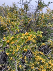 Berberis montana