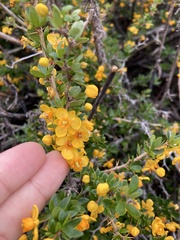 Berberis montana