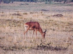 Alcelaphus buselaphus cokii