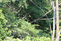 Alouatta sara