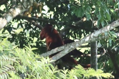 Alouatta sara