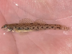 Etheostoma nigrum