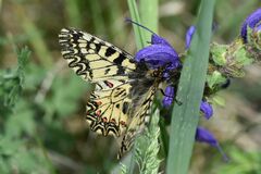 Zerynthia polyxena