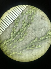 Glyceria striata