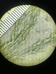 Glyceria striata