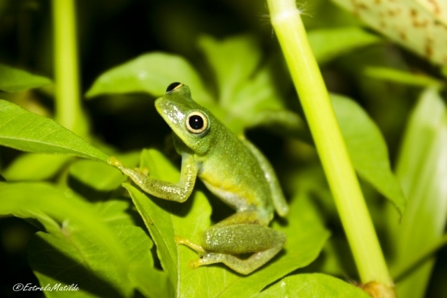 Drewes' Reed Frog