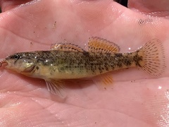 Etheostoma caeruleum