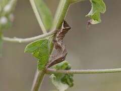 Condica albigera