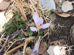 Crocus cancellatus