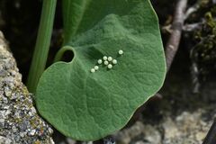 Zerynthia polyxena