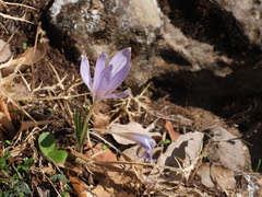 Crocus cancellatus