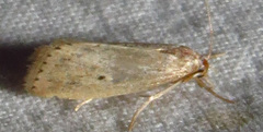 Diatraea lisetta