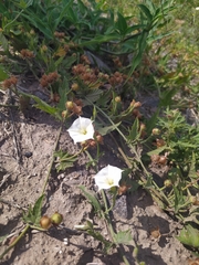 Convolvulus crenatifolius