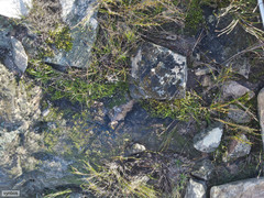 Breutelia substricta