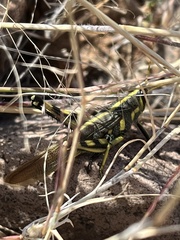 Schistocerca albolineata