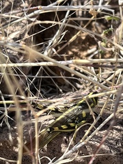 Schistocerca albolineata