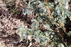 Medicago sativa