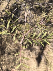 Prosopis velutina
