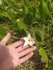 Jaborosa integrifolia